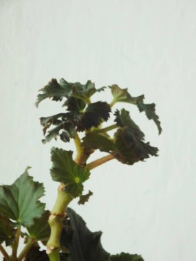 İncir ağacı, incir ağacı (