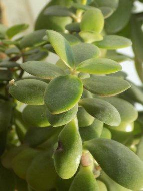 Crassula, Crassula veya Crassula L., Crassula familyasından bir bitki türüdür..