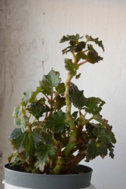 İncir ağacı, incir ağacı (