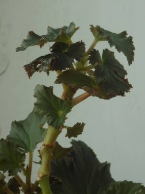 İncir ağacı, incir ağacı (