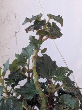 İncir ağacı, incir ağacı (