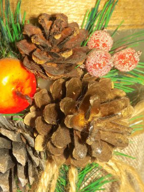 Koni (lat. Strobilus) değiştirilmiş bir çekim.