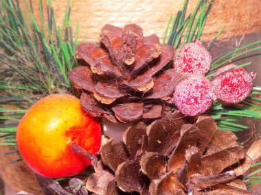 Koni (lat. Strobilus) değiştirilmiş bir çekim.