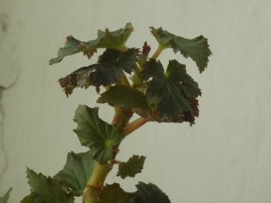 İncir ağacı, incir ağacı (