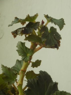 İncir ağacı, incir ağacı (