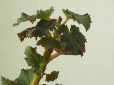 İncir ağacı, incir ağacı (