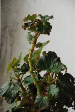 İncir ağacı, incir ağacı (