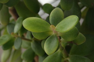 Crassula, Crassula veya Crassula L., Crassula familyasından bir bitki türüdür..