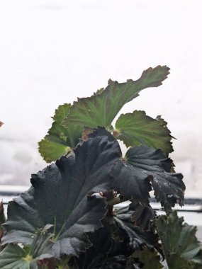 İncir ağacı, incir ağacı (