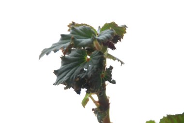 İncir ağacı, incir ağacı (