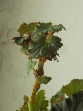 İncir ağacı, incir ağacı (