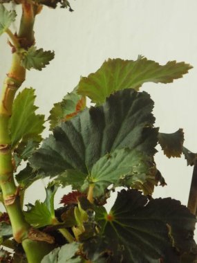 İncir ağacı, incir ağacı (