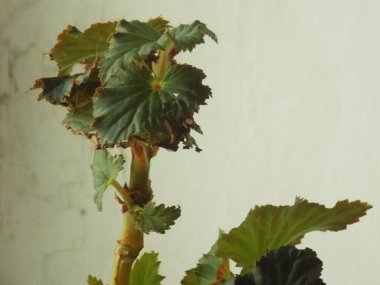 İncir ağacı, incir ağacı (