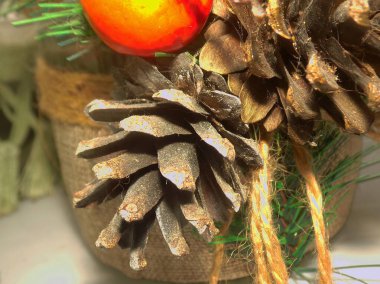 Koni (lat. Strobilus) değiştirilmiş bir çekim.