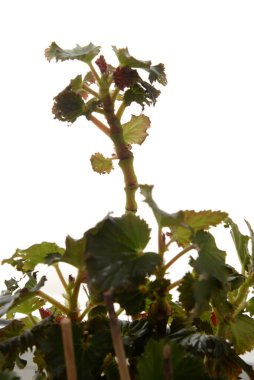 İncir ağacı, incir ağacı (