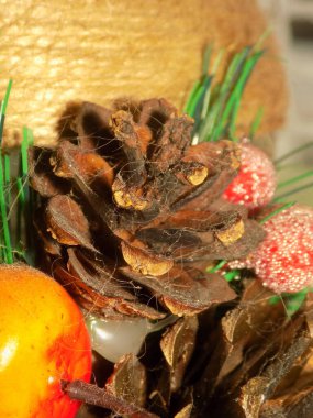 Koni (lat. Strobilus) değiştirilmiş bir çekim.