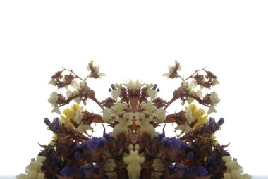 Lavanta (Lavandula) hiç bitmeyen yeşil bir çalıdır..