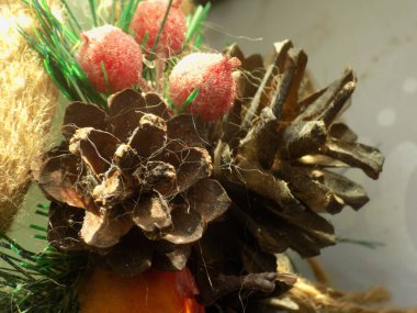 Koni (lat. Strobilus) değiştirilmiş bir çekim.