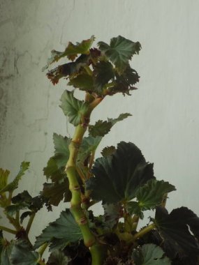 İncir ağacı, incir ağacı (