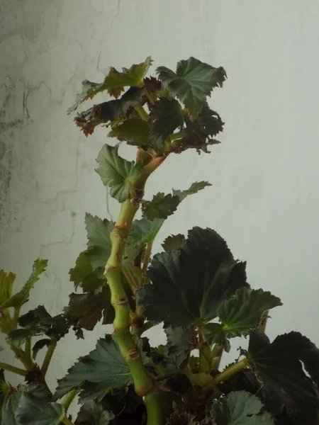 İncir ağacı, incir ağacı (