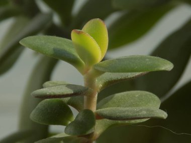 Crassula, Crassula veya Crassula L., Crassula familyasından bir bitki türüdür..