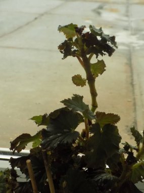 İncir ağacı, incir ağacı (