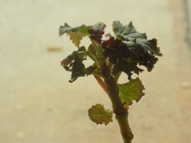 İncir ağacı, incir ağacı (