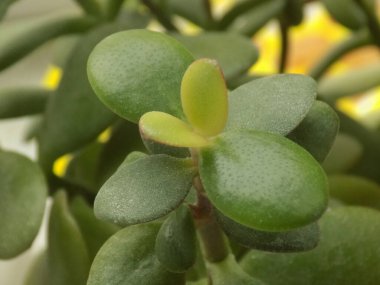 Crassula, Crassula veya Crassula L., Crassula familyasından bir bitki türüdür..