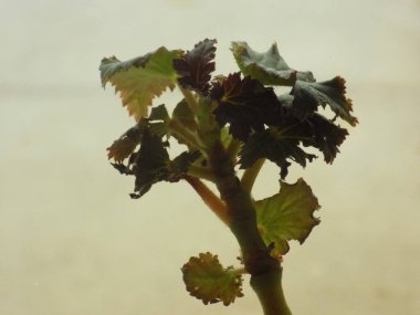 İncir ağacı, incir ağacı (