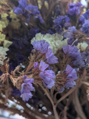 Lavanta (Lavandula) hiç bitmeyen yeşil bir çalıdır..