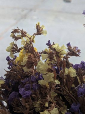 Lavanta (Lavandula) hiç bitmeyen yeşil bir çalıdır..