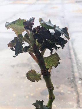 İncir ağacı, incir ağacı (