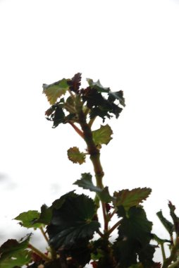 İncir ağacı, incir ağacı (