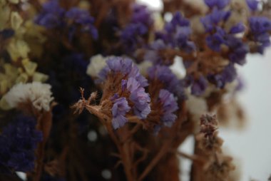 Lavanta (Lavandula) hiç bitmeyen yeşil bir çalıdır..