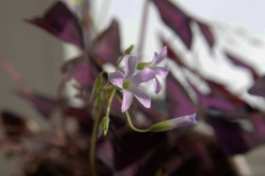 Oxalis asetosella L, Oxalis familyasından uzun ömürlü bir bitki türü..