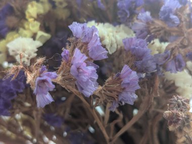 Lavanta (Lavandula) hiç bitmeyen yeşil bir çalıdır..