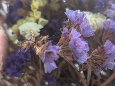 Lavanta (Lavandula) hiç bitmeyen yeşil bir çalıdır..