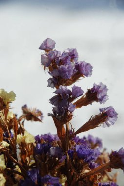 Lavanta (Lavandula) hiç bitmeyen yeşil bir çalıdır..