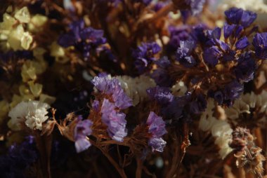 Lavanta (Lavandula) hiç bitmeyen yeşil bir çalıdır..