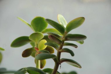 Crassula, Crassula veya Crassula L., Crassula familyasından bir bitki türüdür..
