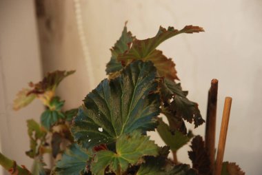 İncir ağacı, incir ağacı (