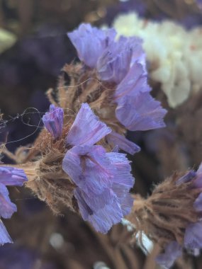 Lavanta (Lavandula) hiç bitmeyen yeşil bir çalıdır..