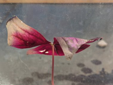 Oxalis asetosella L, Oxalis familyasından uzun ömürlü bir bitki türü..