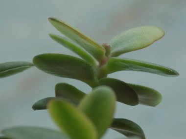 Crassula, Crassula veya Crassula L., Crassula familyasından bir bitki türüdür..