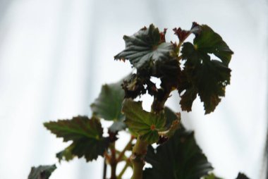 İncir ağacı, incir ağacı (