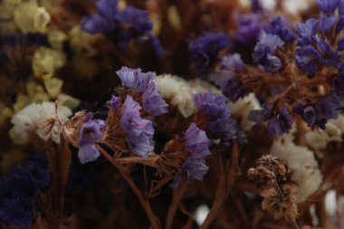 Lavanta (Lavandula) hiç bitmeyen yeşil bir çalıdır..