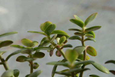 Crassula, Crassula veya Crassula L., Crassula familyasından bir bitki türüdür..