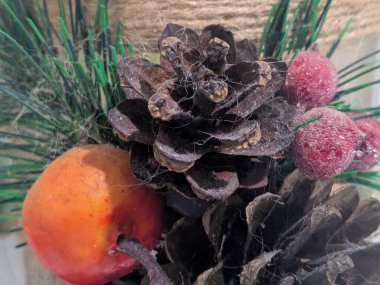 Koni (lat. Strobilus) değiştirilmiş bir çekim.