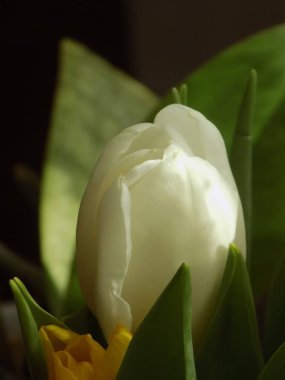 Bahçe lalesi (Tulipa gesneriana)