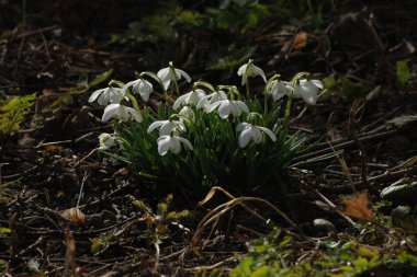 Yaygın kar damlası, beyaz kar damlası (Galanthus nivalis)